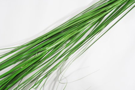 Мискантус 2