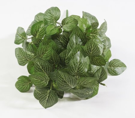 картинка Фиттония 14 веток от магазина KALINA