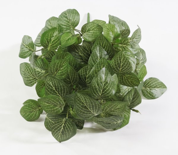 картинка Фиттония 14 веток от магазина KALINA