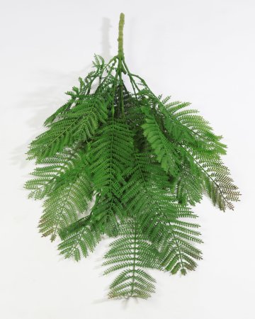 картинка Осмунда Азиатская большая от магазина KALINA