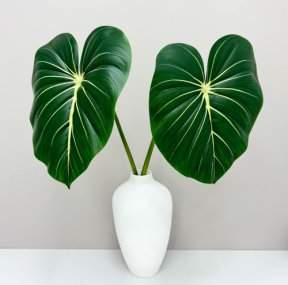 Филодендрон крупный "Лето"