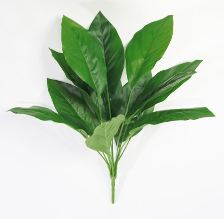 картинка Аглаонема умеренная от магазина KALINA