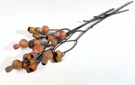 Плоды эвкалипта