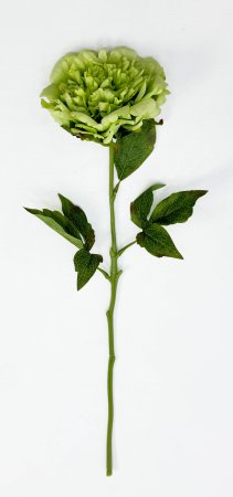 Пион "Облако нежности" зелёный