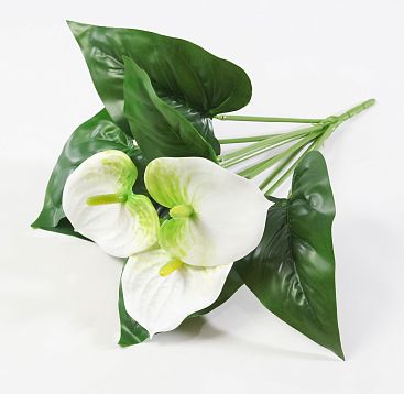 Антуриум "Белый"  3 цветка от магазина KALINA являющийся официальным дистрибьютором в России 