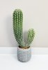 Кактус 45 см