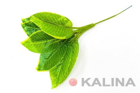 картинка Букет диффенбахия 9 листиков от магазина KALINA