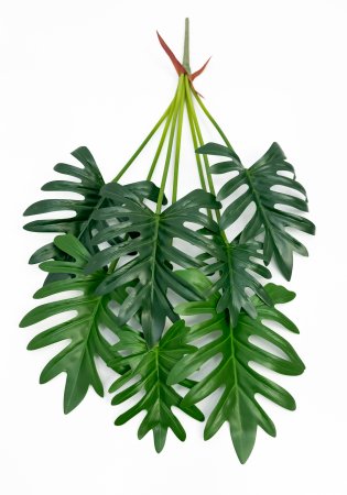 картинка Филодендрон двоякоперистый зеленый 7 листов от магазина KALINA