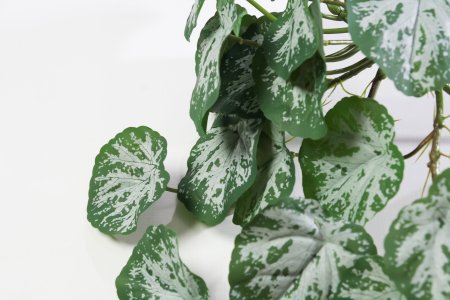 картинка Бегония Рэкс от магазина KALINA