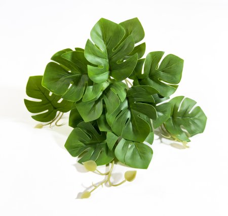 картинка Монстера 16 листов от магазина KALINA