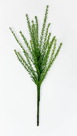 картинка Вереск "Эрика" лето от магазина KALINA