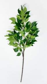 картинка Фикус ветка большая от магазина KALINA