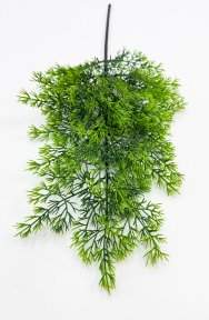 картинка Туя "Летняя пора" 2 от магазина KALINA