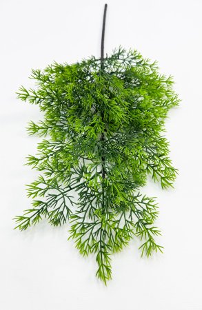 картинка Туя "Летняя пора" 2 от магазина KALINA