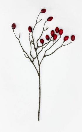 Ветка оливы с красными плодами