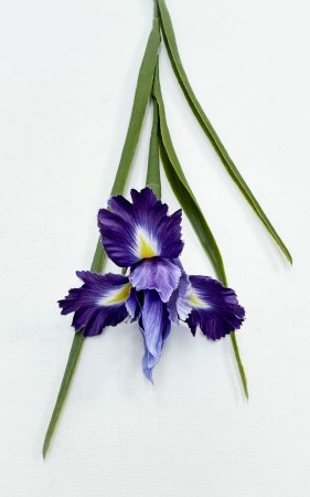 Ирис "Спурия" фиолетовый