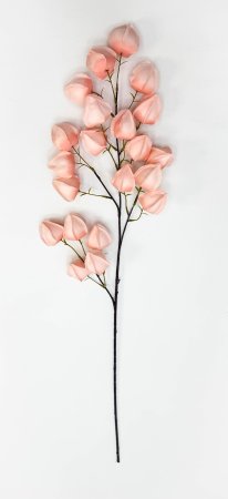 Физалис розовый