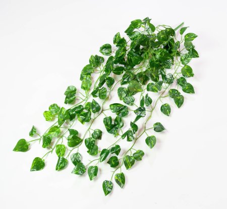 картинка Ампельная зелень "Филдс" от магазина KALINA