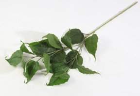 картинка Ветка тополя от магазина KALINA