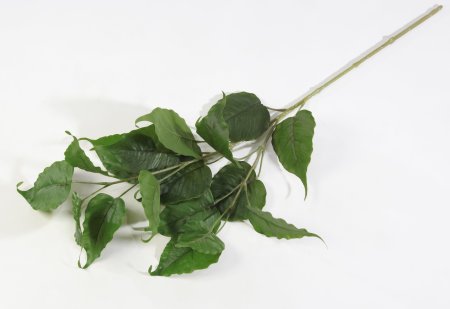 картинка Ветка тополя от магазина KALINA