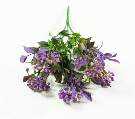 Скимия разноцветная