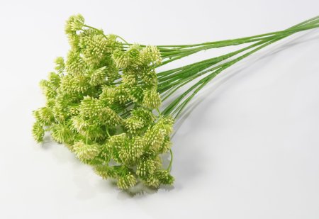 Ветка "Джуэл"