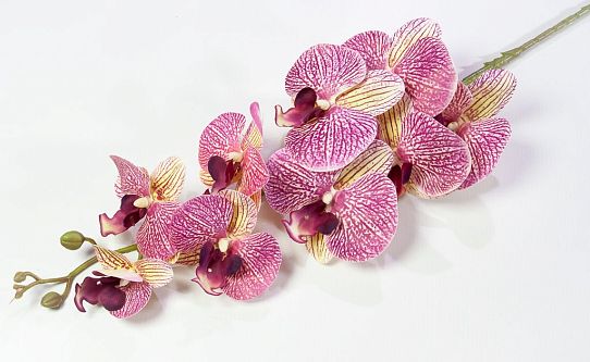 Ветка орхидеи 38 от магазина KALINA являющийся официальным дистрибьютором в России 
