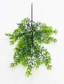 картинка Туя "Летняя пора" от магазина KALINA