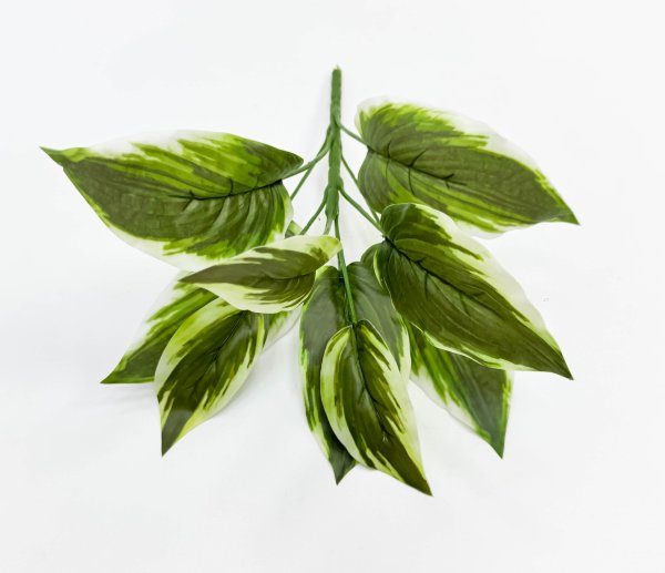 картинка Аглаонема комнатная 9 листов от магазина KALINA