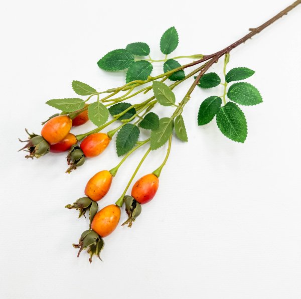 Шиповник "Воронцовский" оранжевый