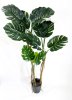 Куст монстеры крупнолистной 180 см БЕЗ КАШПО