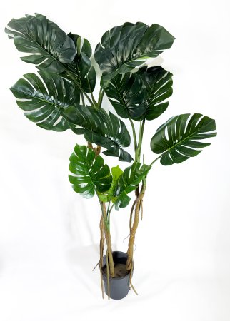 Куст монстеры крупнолистной 180 см БЕЗ КАШПО