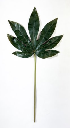 картинка Фатсия японская от магазина KALINA