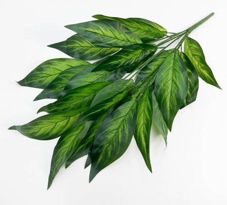 Диффенбахия 7 веток