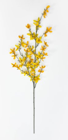 Форзиция ветка малая