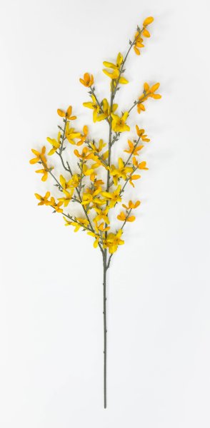 Форзиция ветка малая