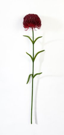 Гвоздика темно-красная