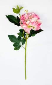 Пион "Герцогиня" розовый