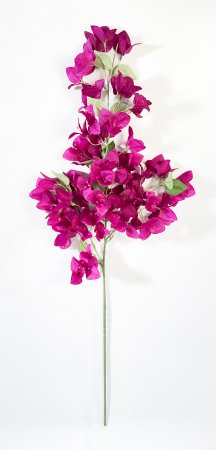 Бугенвиллея бордо