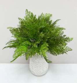 Туя Зебрина светлая