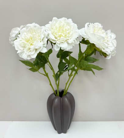 Пион "Облако нежности" молочный