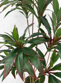 Кордилина 190 см БЕЗ КАШПО