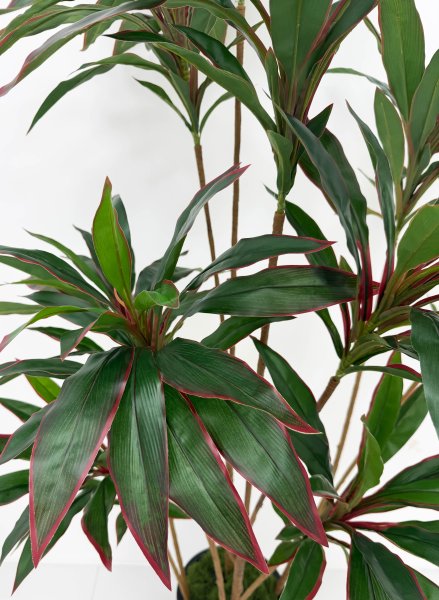 Кордилина 190 см БЕЗ КАШПО