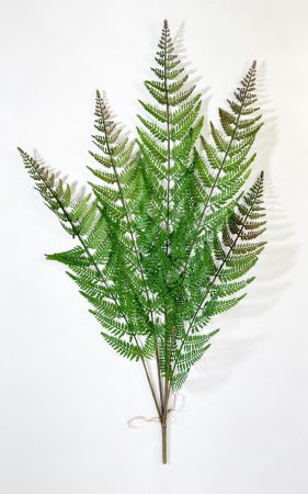 картинка Ветка папоротника от магазина KALINA