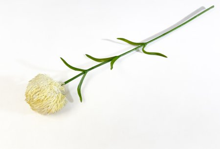 Гвоздика свело-желтая