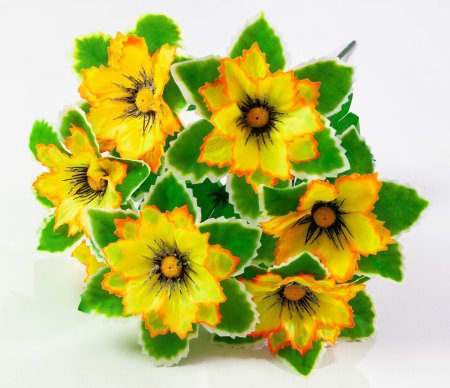 Георгин с белой каймой 7 цветков