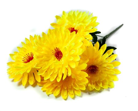 Букет астры "Лапки" 6 цветков