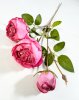 Ветка пионовидной розы Рояль розовая