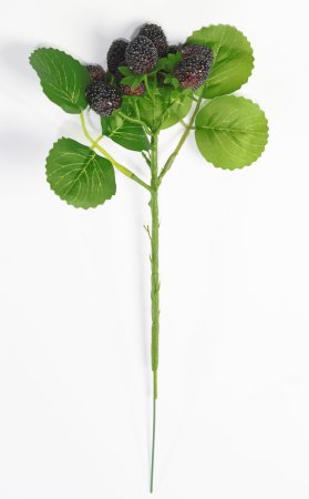 Ветка ежевики 2