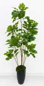 Лимонник 8 крон 185 см БЕЗ КАШПО!!!